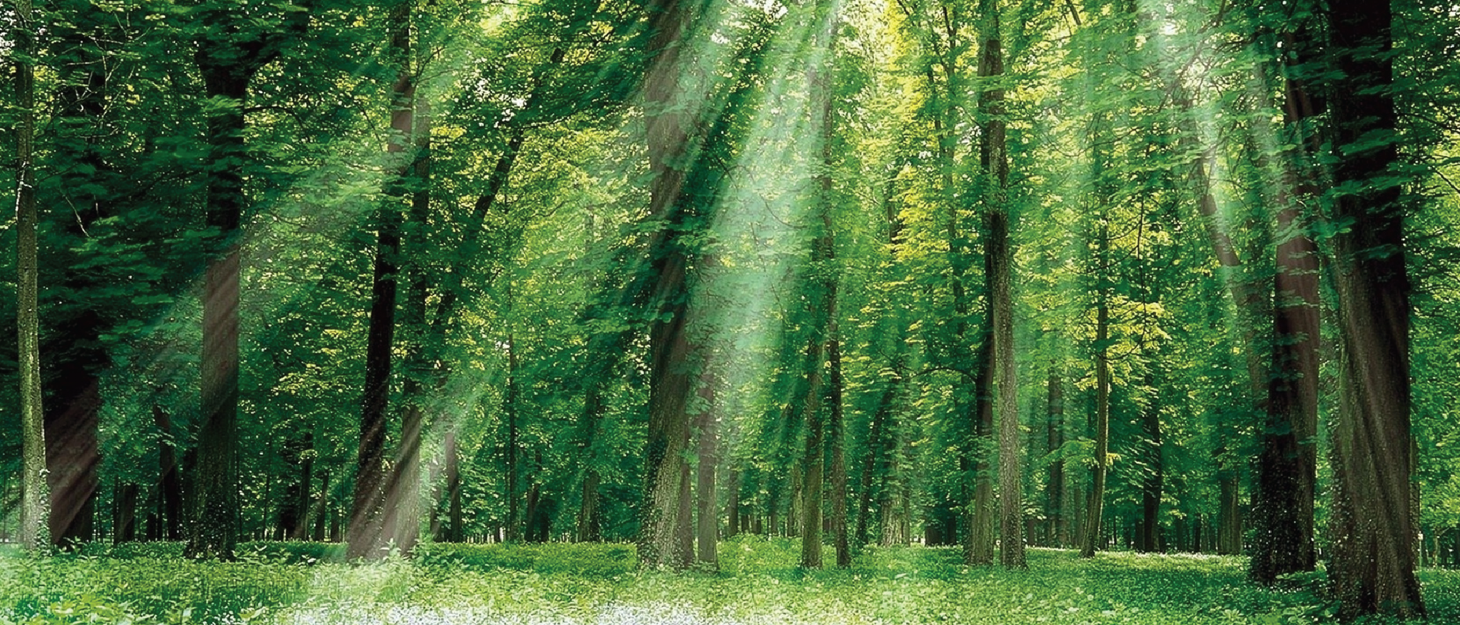 Shinrin-yoku: Nghệ thuật chữa lành của tắm rừng